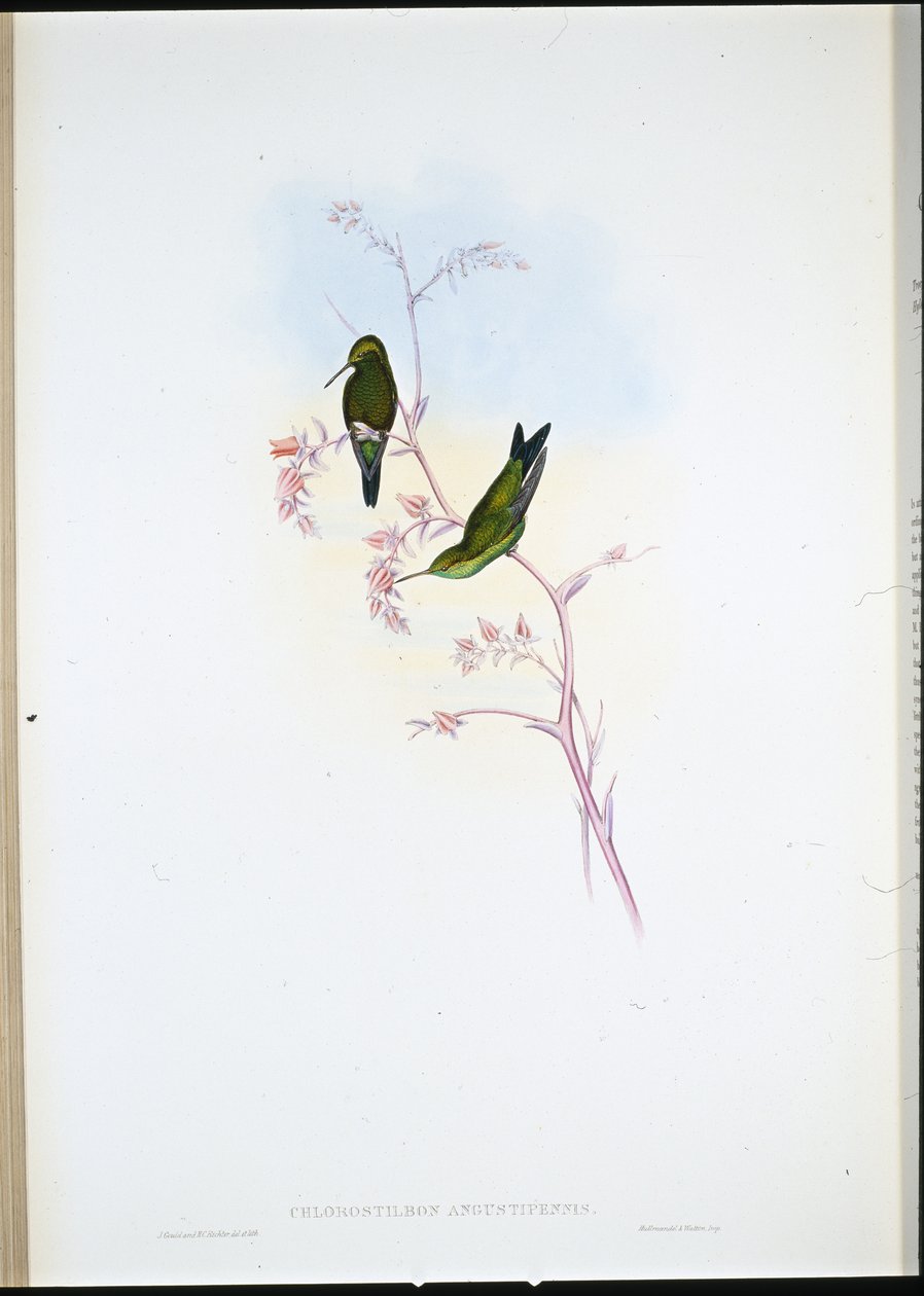 Smeraldo colombiano (Chlorostilbon Angustipennis) da John (after) Gould