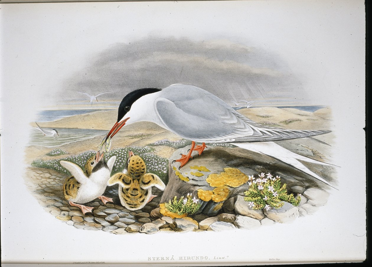 Sterna comune (Stera Hirundo) da John (after) Gould