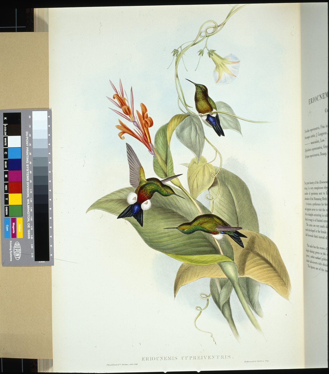 Puff gamba ramata (Eriocnemis cupreiventris) da John (after) Gould