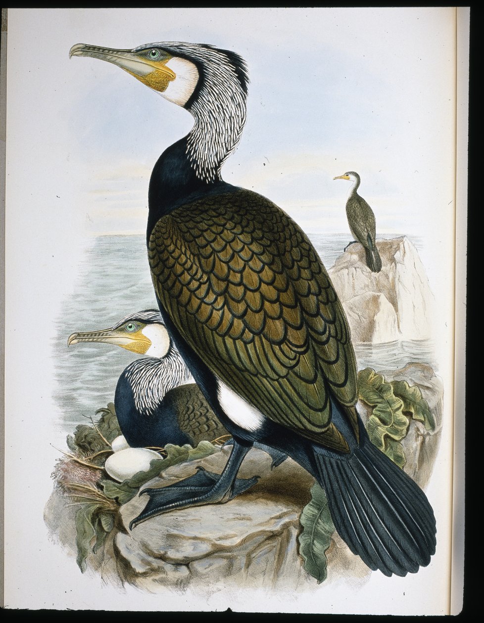 Cormorano (Phalacrocorax Carbo) da John (after) Gould