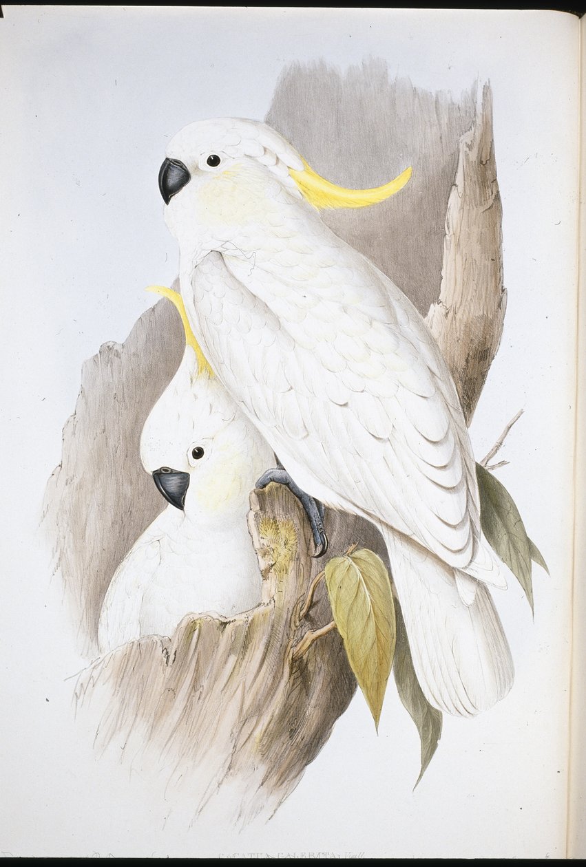 Cacatua crestato (Cacatua Galerita) da John (after) Gould