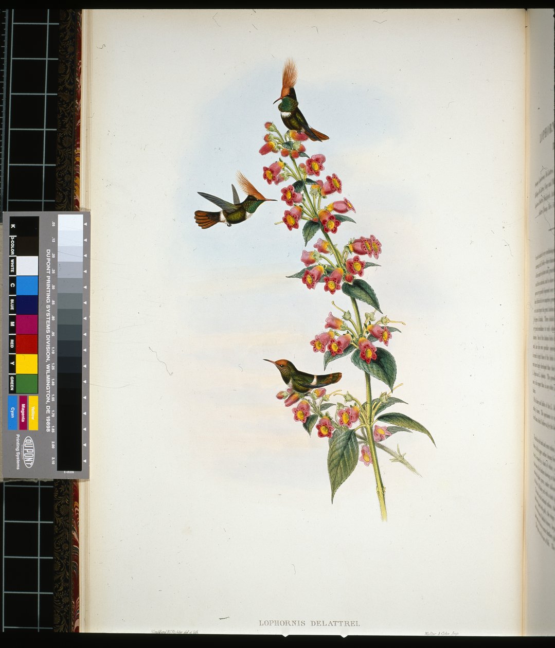 Coquette di De Lattre (lophornis Delattrei) da John (after) Gould