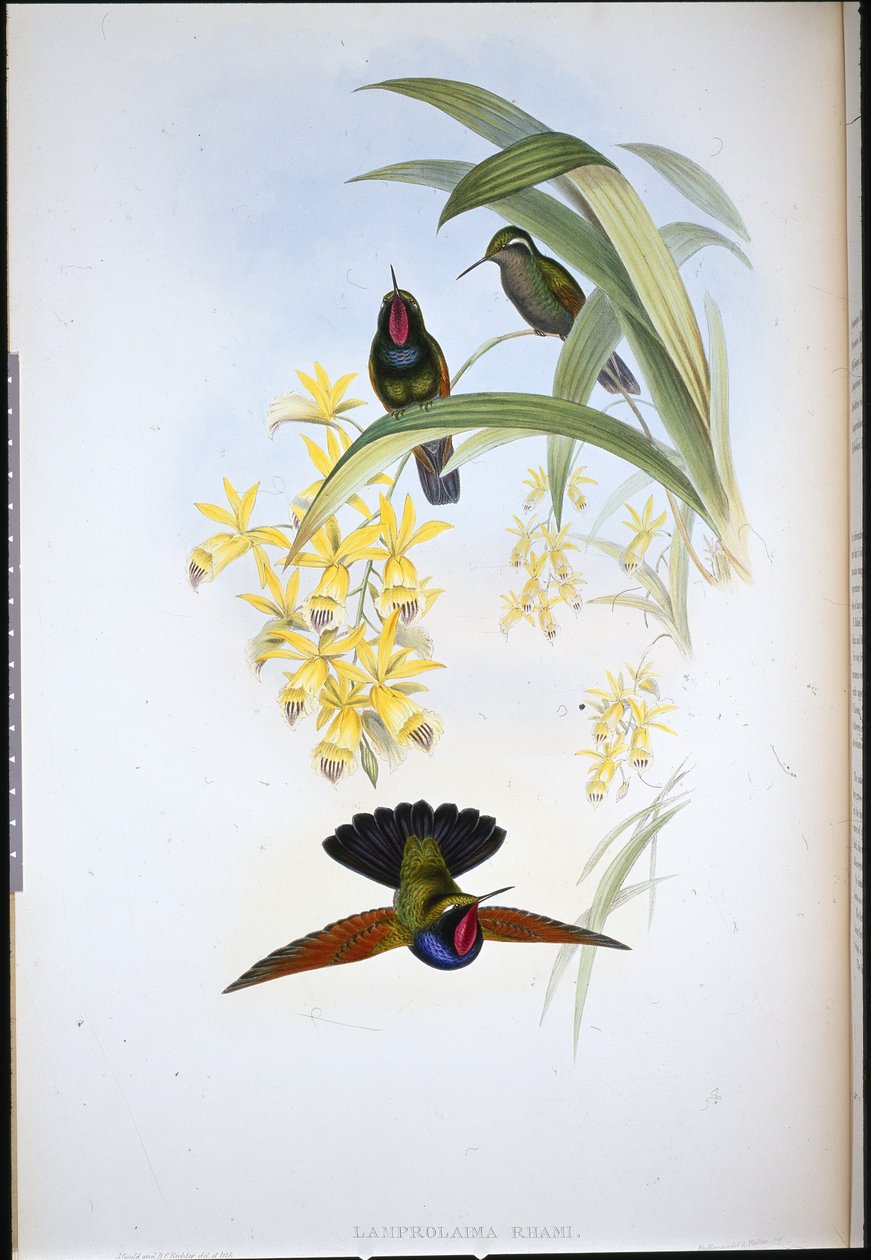 Granato di De Rham (Lamprolaima Rhami) da John (after) Gould