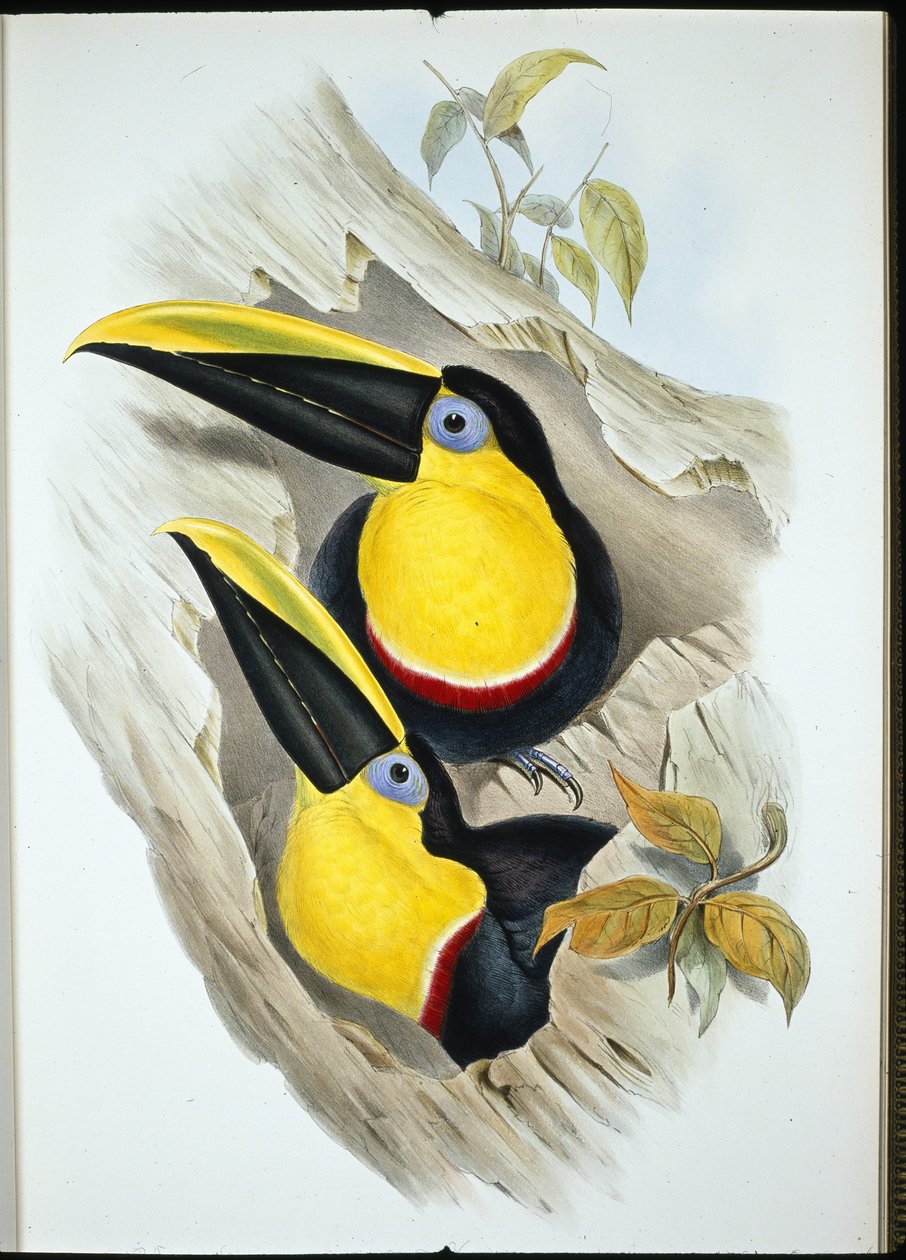 Tucano dubbioso (Ramphastos Ambiguus) da John (after) Gould