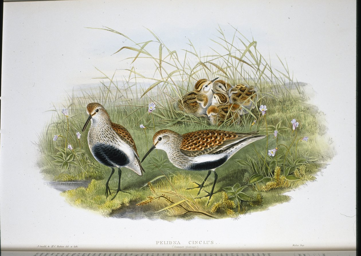 Piovanello pancianera da John (after) Gould