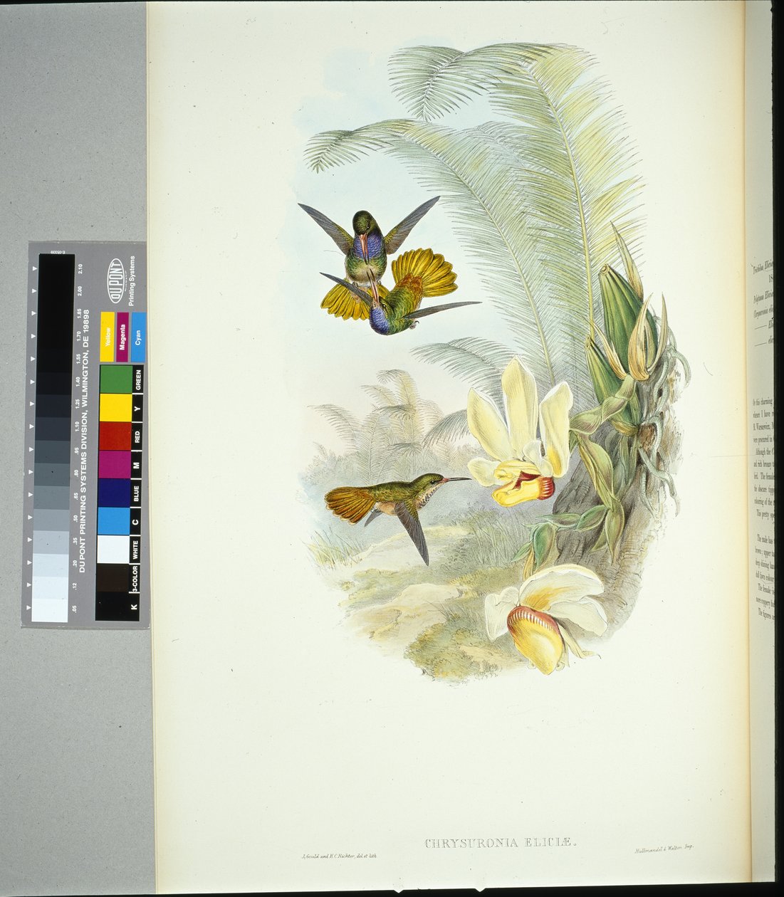 Coda dorata di Elicia (chrysuronia eliciae) da John (after) Gould