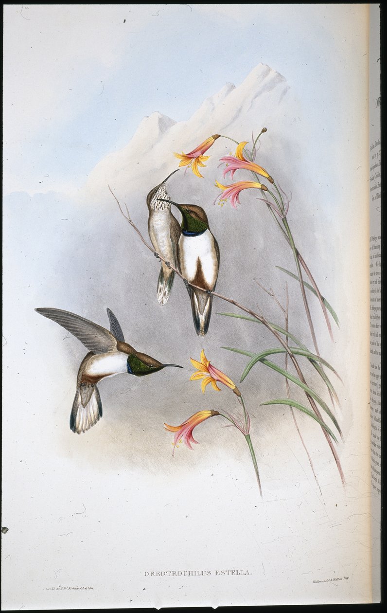 Colibrì stella di collina di Estella (Oreotrochilus estella) da John (after) Gould