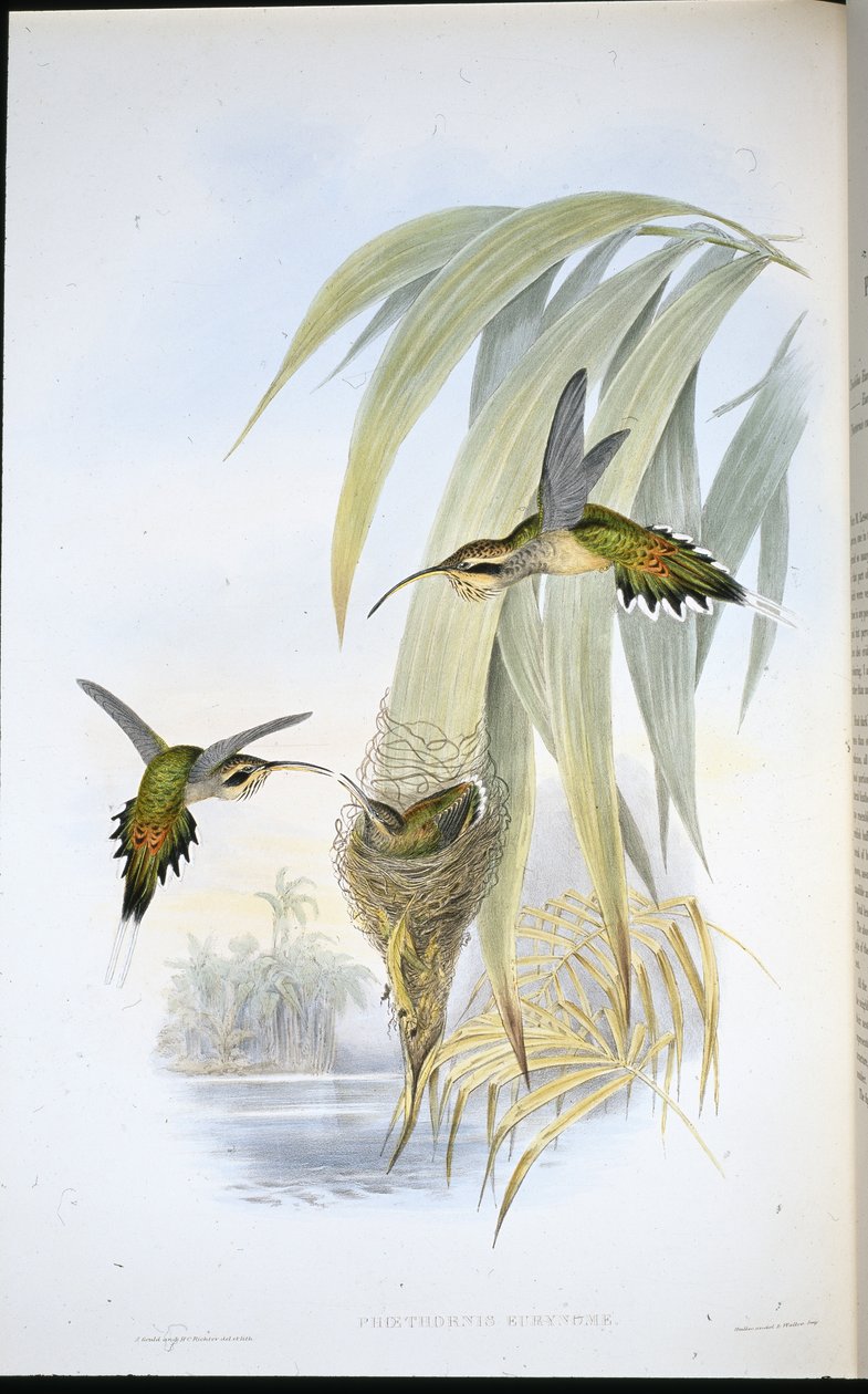 Eremita di Eurynome da John (after) Gould
