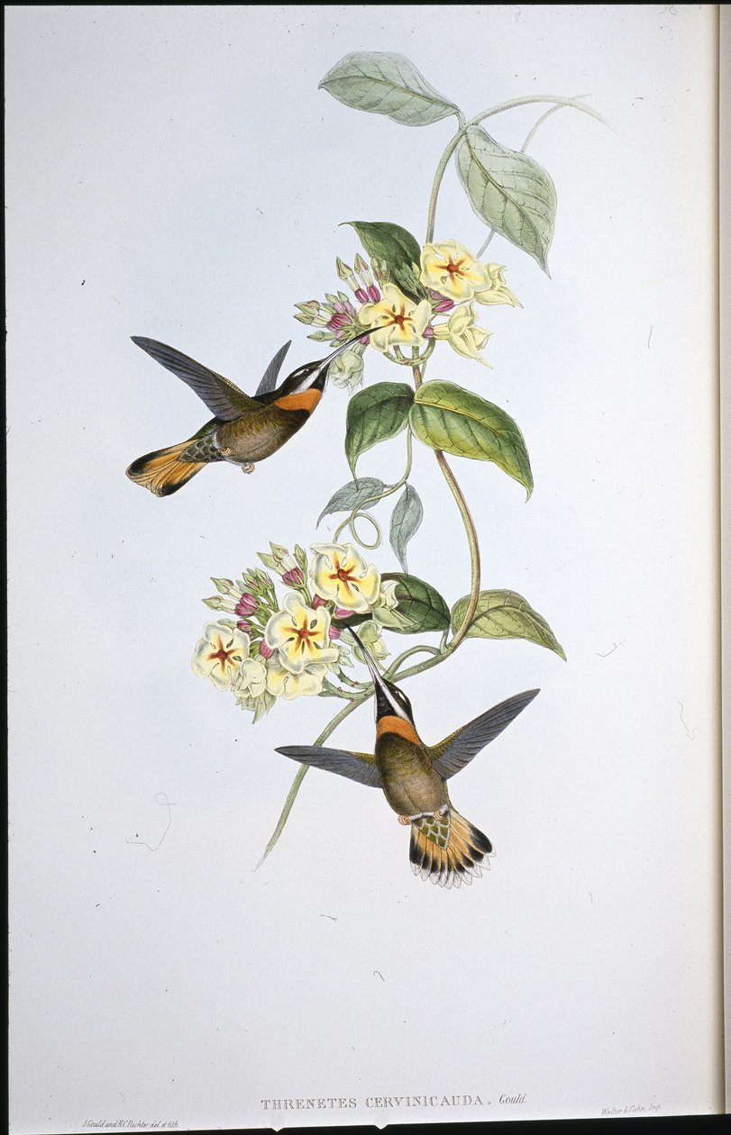 Colibrì dalla gola barbuta con coda fulva (Threnetes Cervinicauda) da John (after) Gould