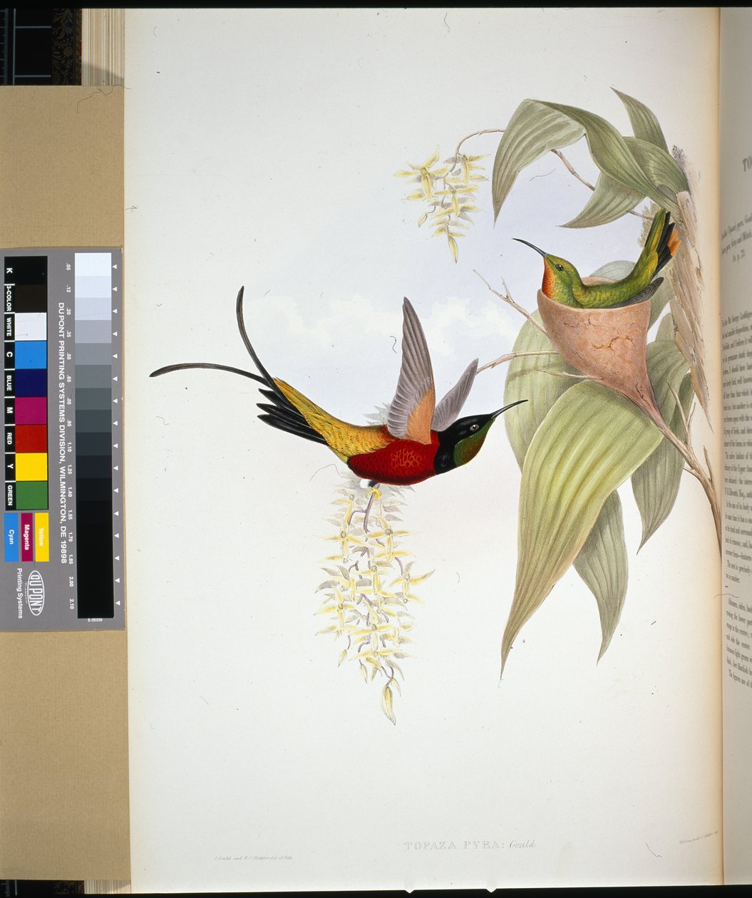 Topazio infuocato (topaza pyra) da John (after) Gould