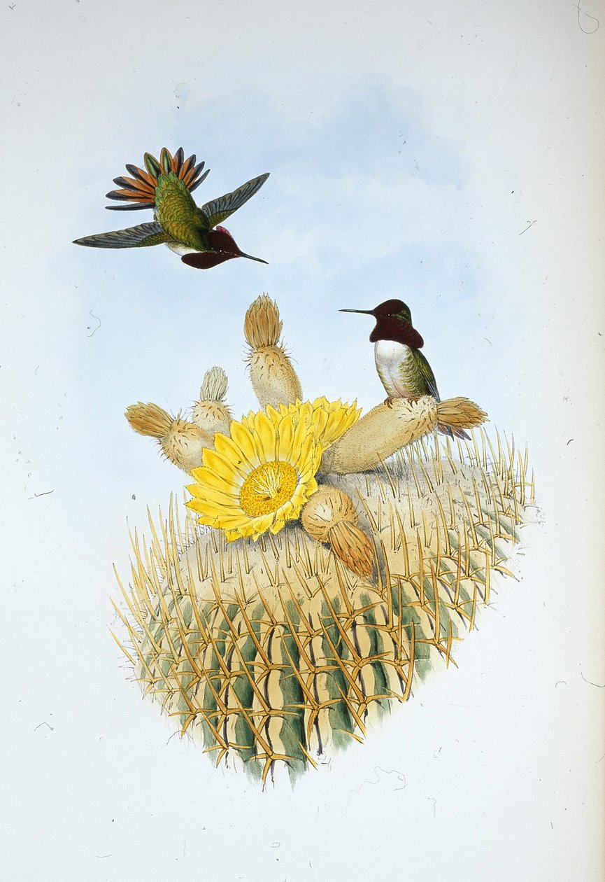 Portatore di fiamma di Floresi (Selasphorus floresii) da John (after) Gould