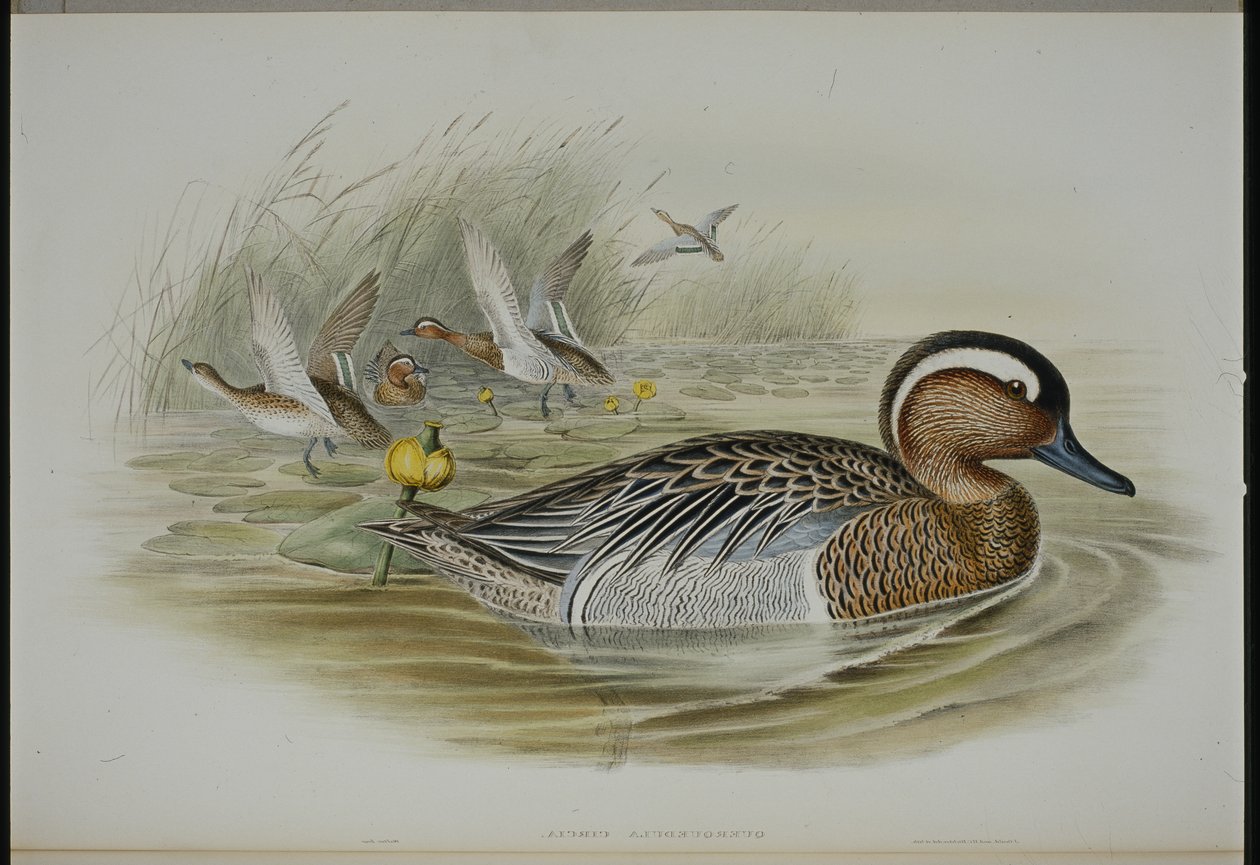 Marzaiola da John (after) Gould