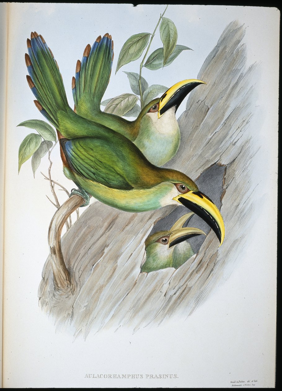 Tucano dal becco scanalato verde dorato (Aulacoramphus prasinus) da John (after) Gould