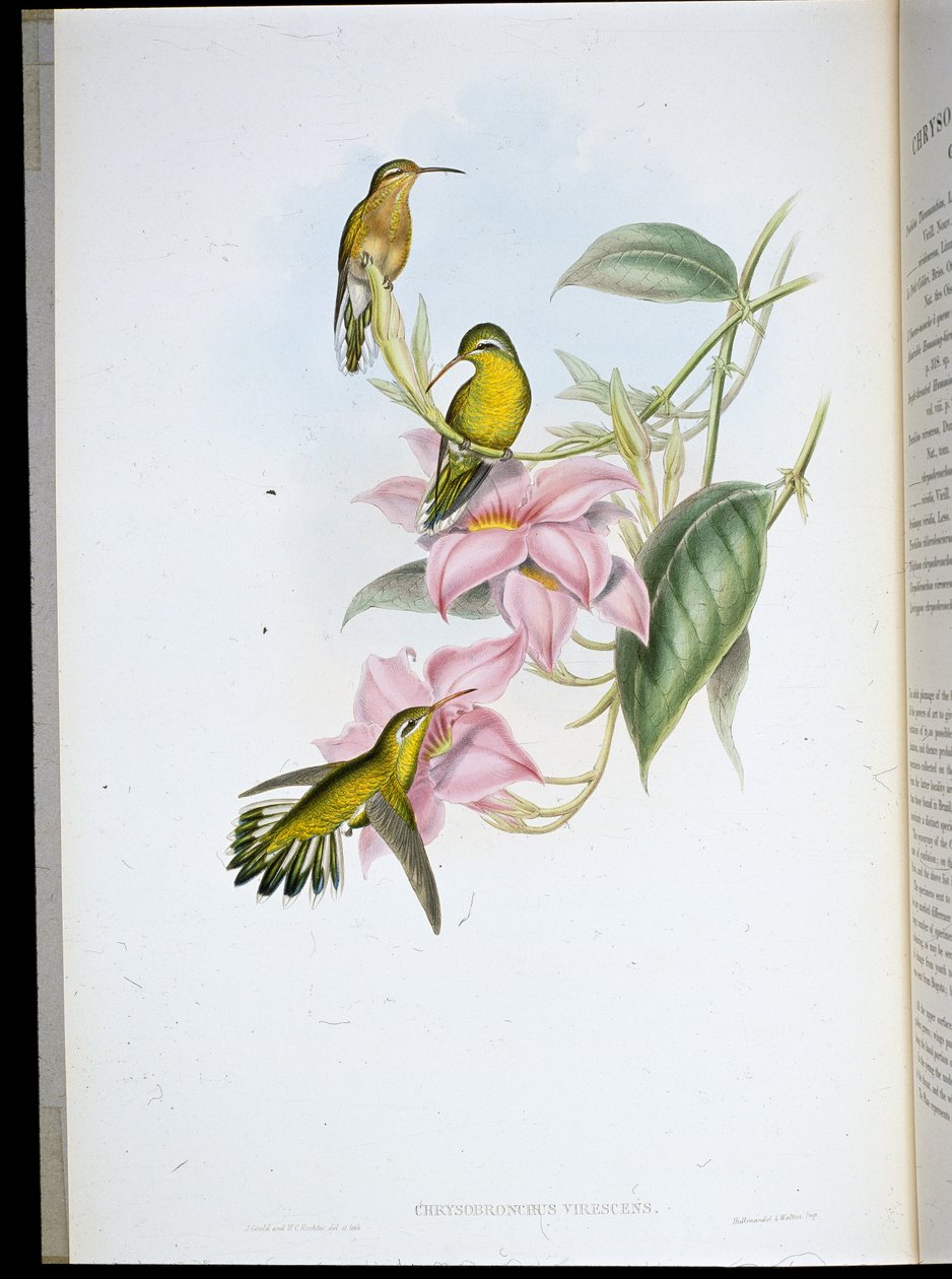 Colibrì dalla gola dorata (Chrysobronchus Viriscens) da John (after) Gould