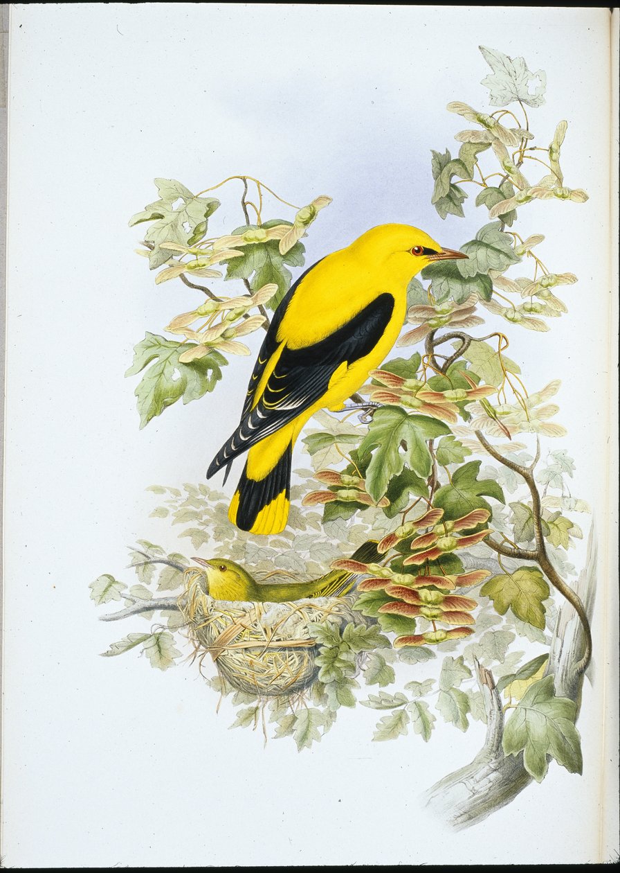 Rigogolo (Oriolus Galbula) da John (after) Gould