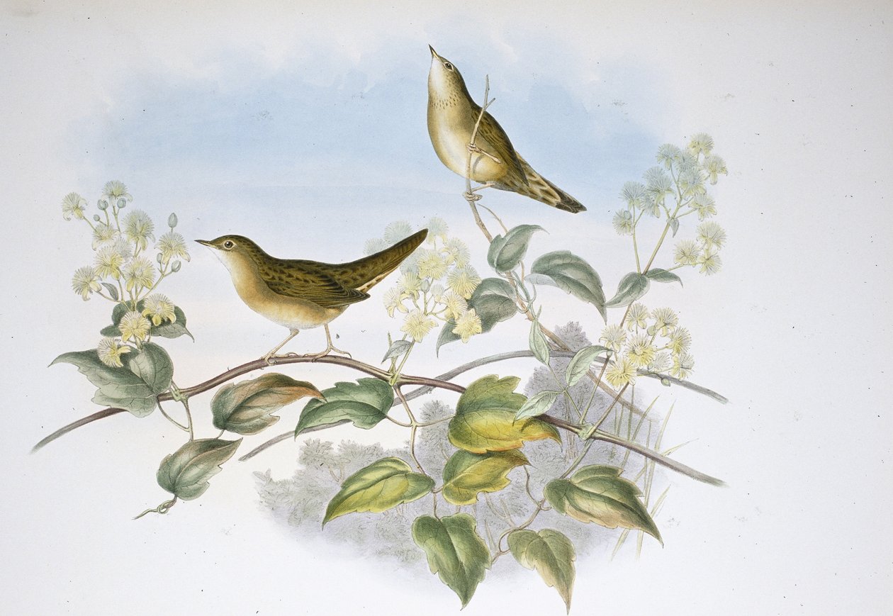 Locustella da John (after) Gould