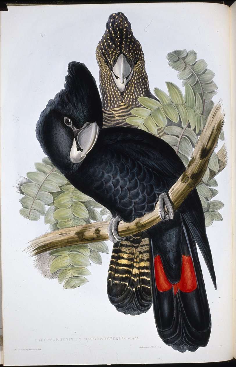 Cacatua nero dal grande becco (Calyptorhynchus macrorhynchus) da John (after) Gould