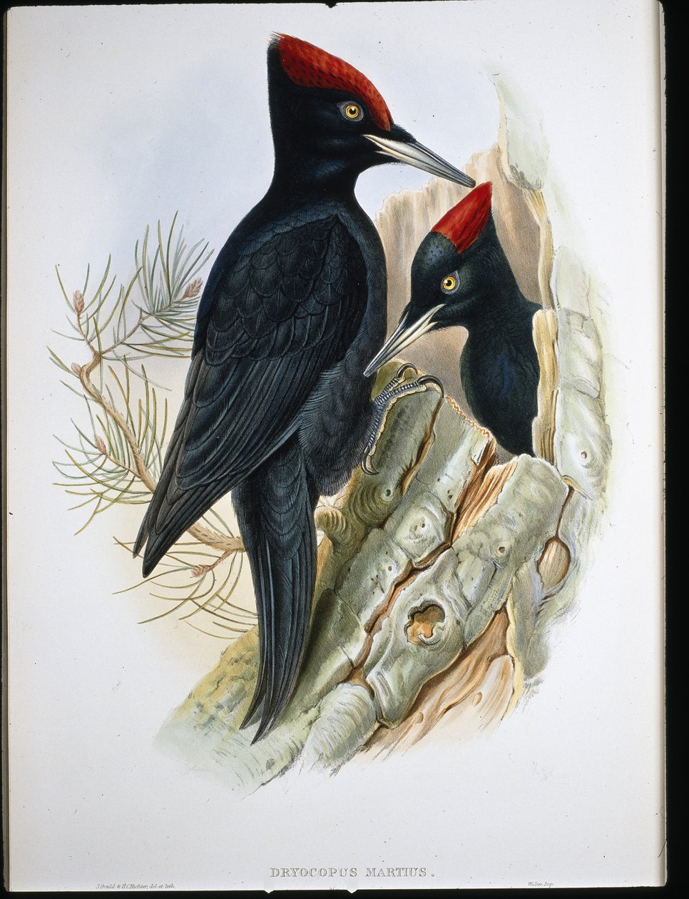 Picchio nero maggiore (Dryocopus Martius) da John (after) Gould
