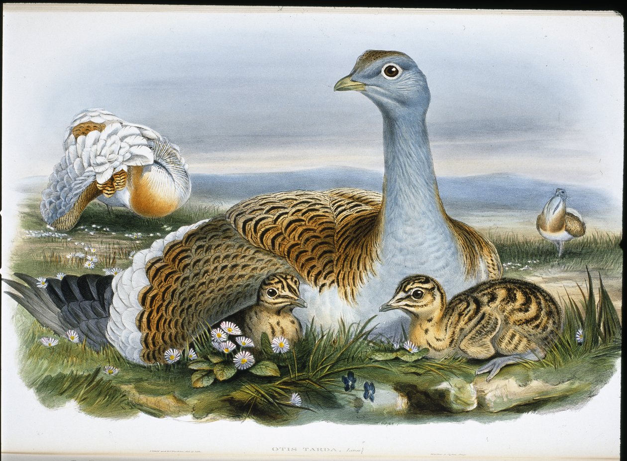 Grande otarda (Otis Tarda) da John (after) Gould