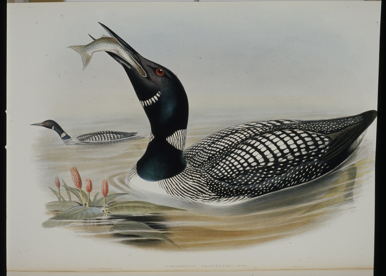 Strolaga maggiore (Colymbus Glacialis) da John (after) Gould