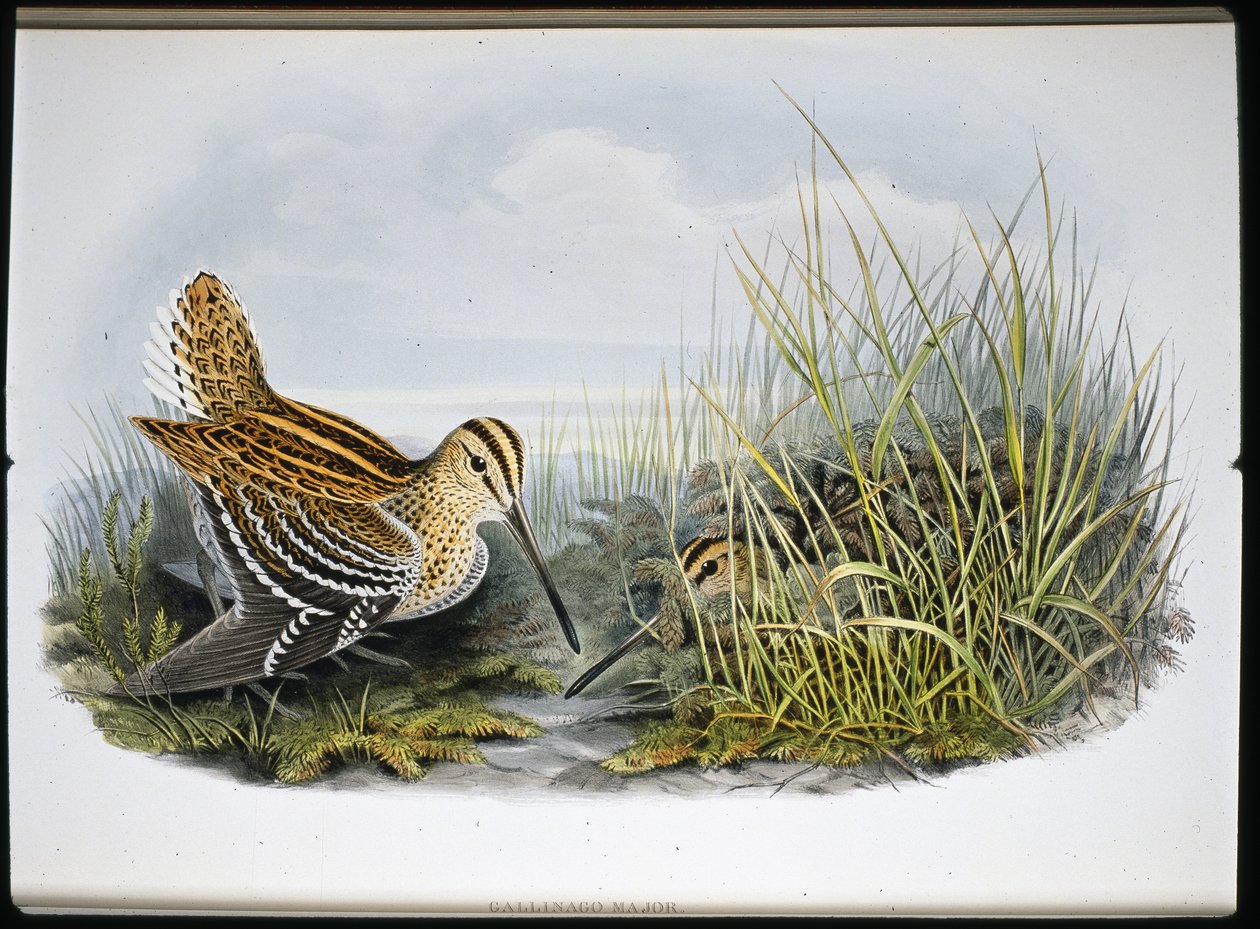 Grande beccaccino (Gallinaco Major) da John (after) Gould