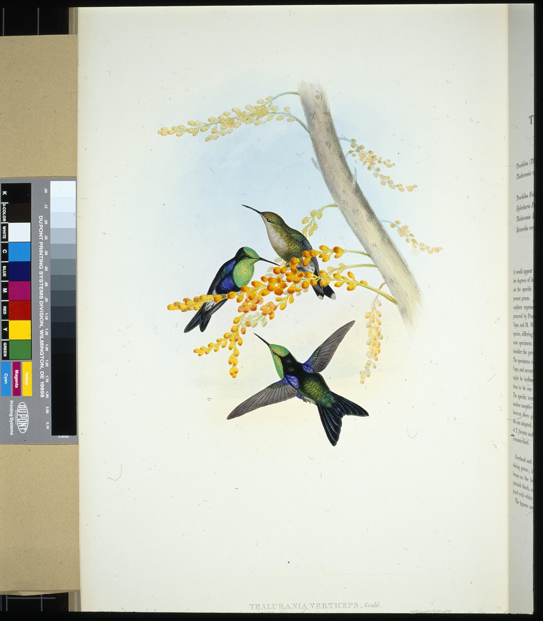 Panoplite coronato verde (thalurania verticeps) da John (after) Gould