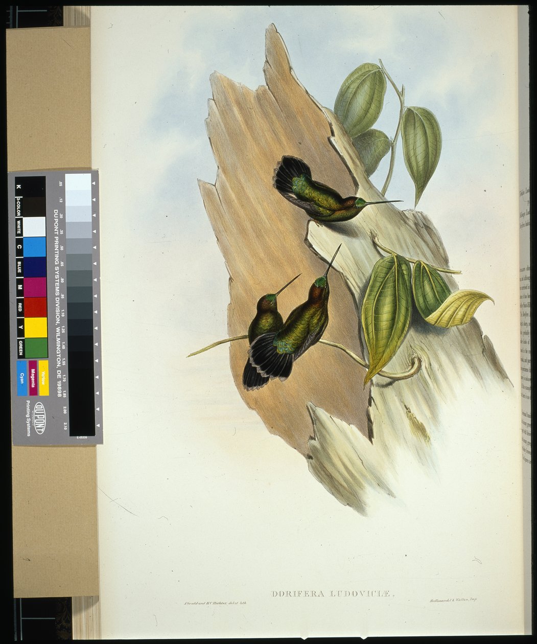 Lancia-bill fronte verde (dorifera ludoviciae) da John (after) Gould