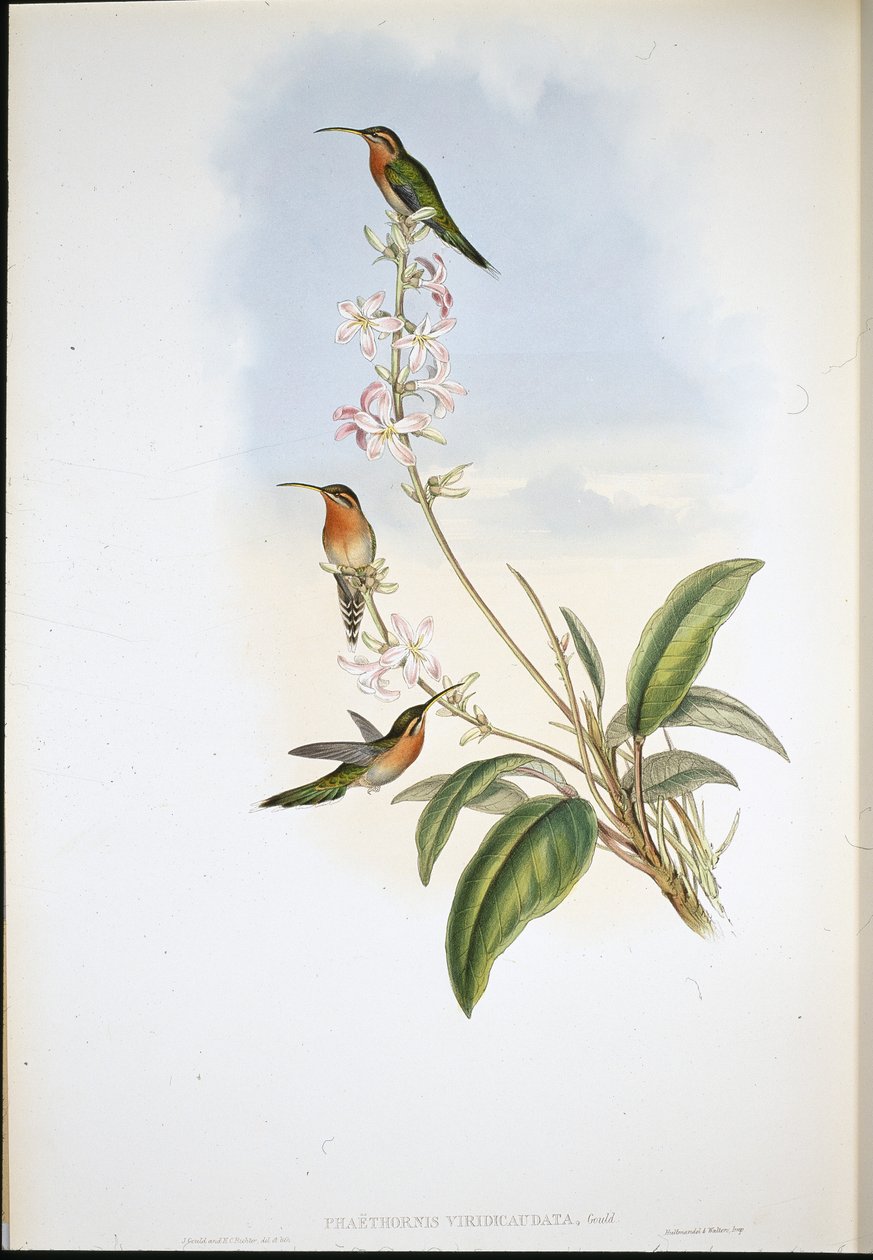 Eremita dalla coda verde (Phaethornis Viridicaudata) da John (after) Gould