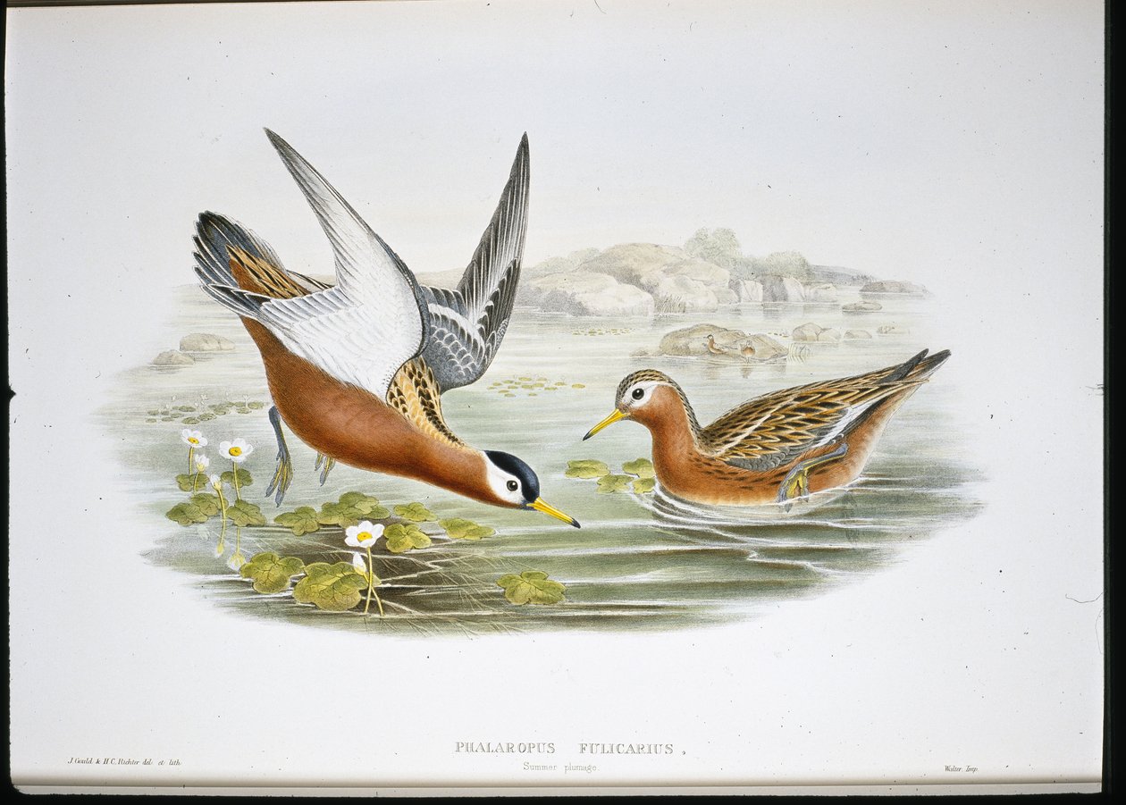 Falaropo grigio (Phalaropus Fulicarius) da John (after) Gould