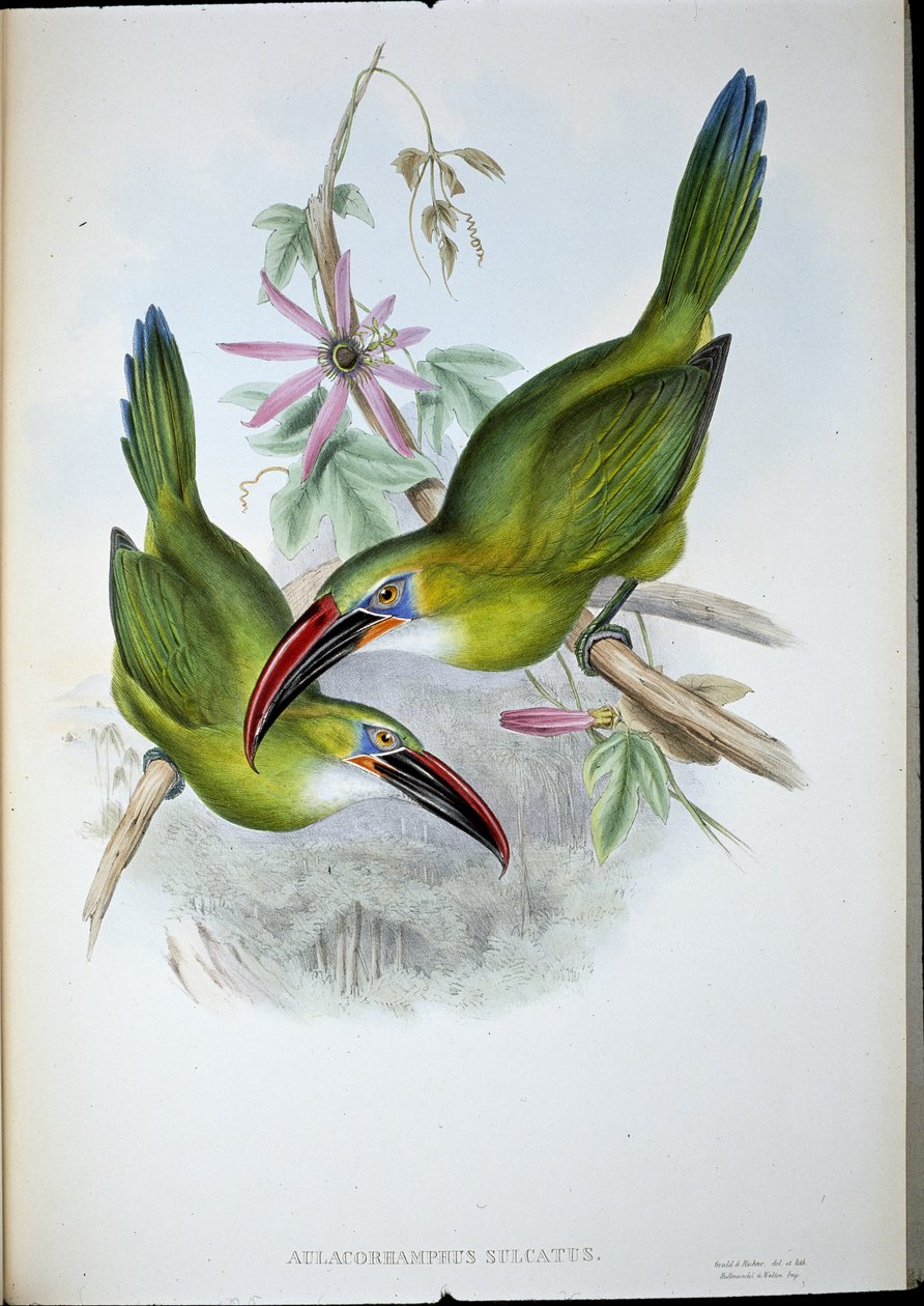 Tucano dal becco scanalato da John (after) Gould