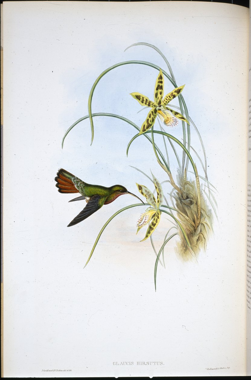 Eremita peloso (Glaucis Hirsutus) da John (after) Gould