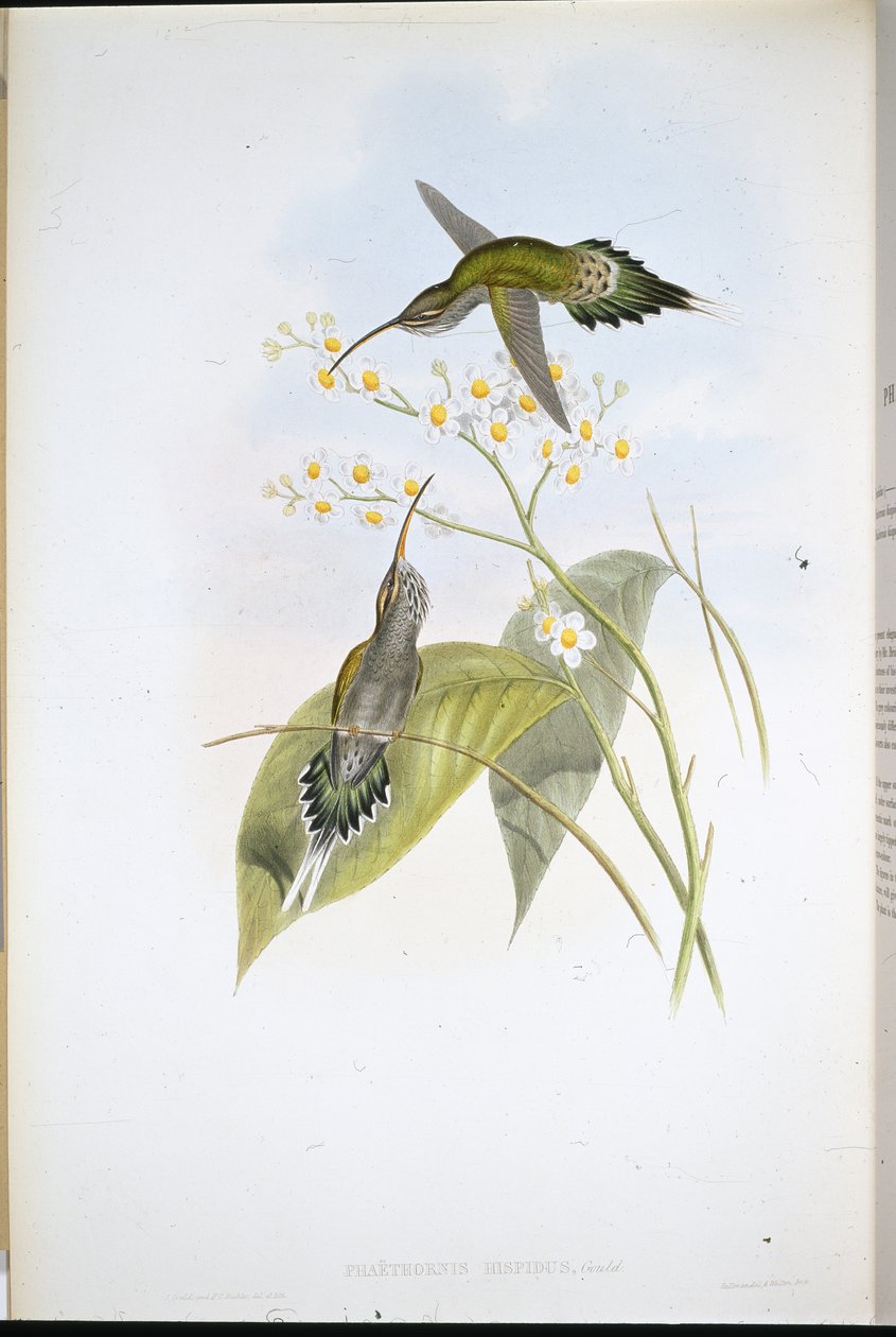 Eremita peloso (Phaethornis hispidus) da John (after) Gould
