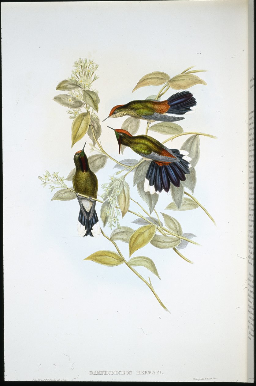 Becco a spina di Herran (Ramphomicron Herrani) da John (after) Gould
