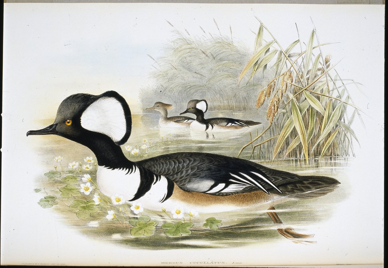 Smergo cappuccio (Mergus cucullatus) da John (after) Gould