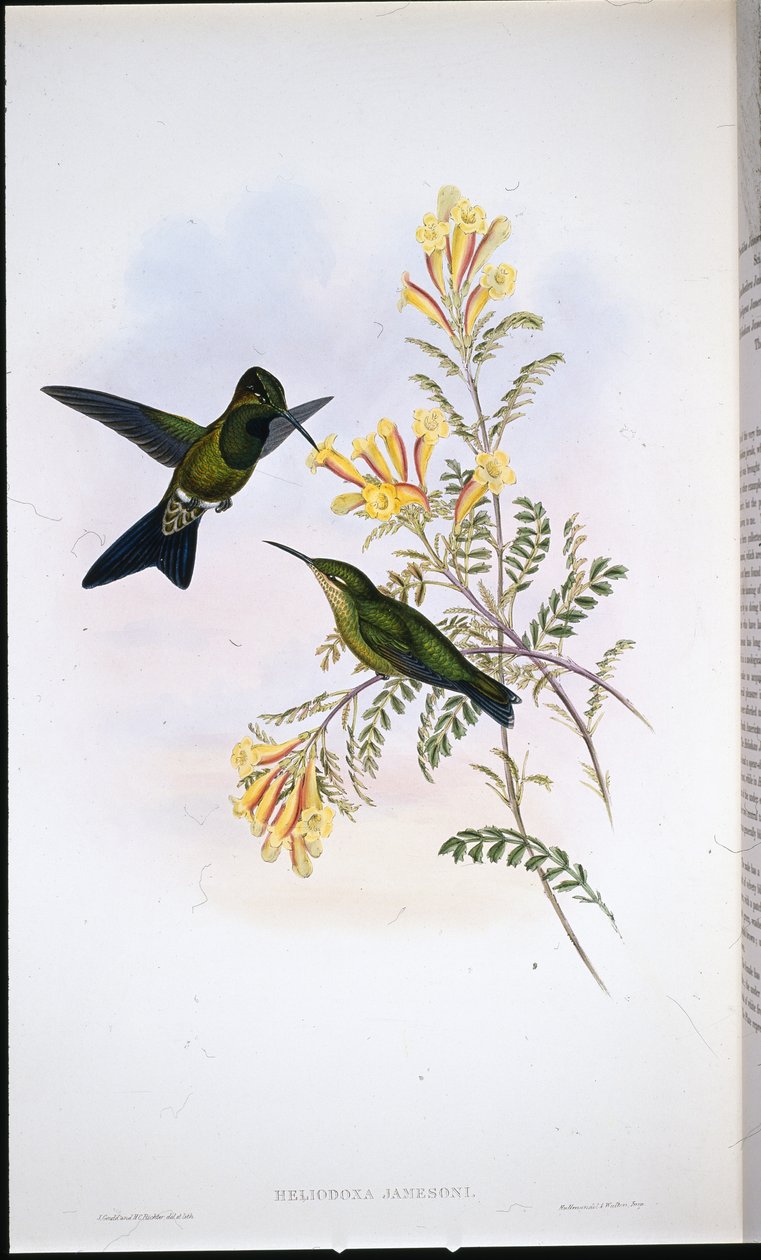 Brillante di Jameson (Heliodoxa Jamesoni) da John (after) Gould