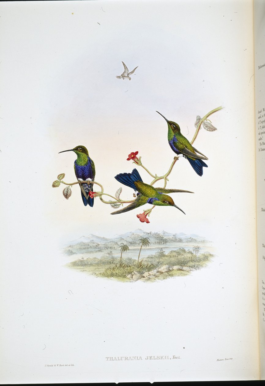 Ninfa del bosco di Jelski (Thalurania Jelskii) da John (after) Gould
