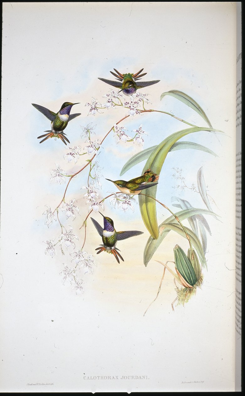 Stella del bosco di Jourdan (Calothorax Jourdani) da John (after) Gould