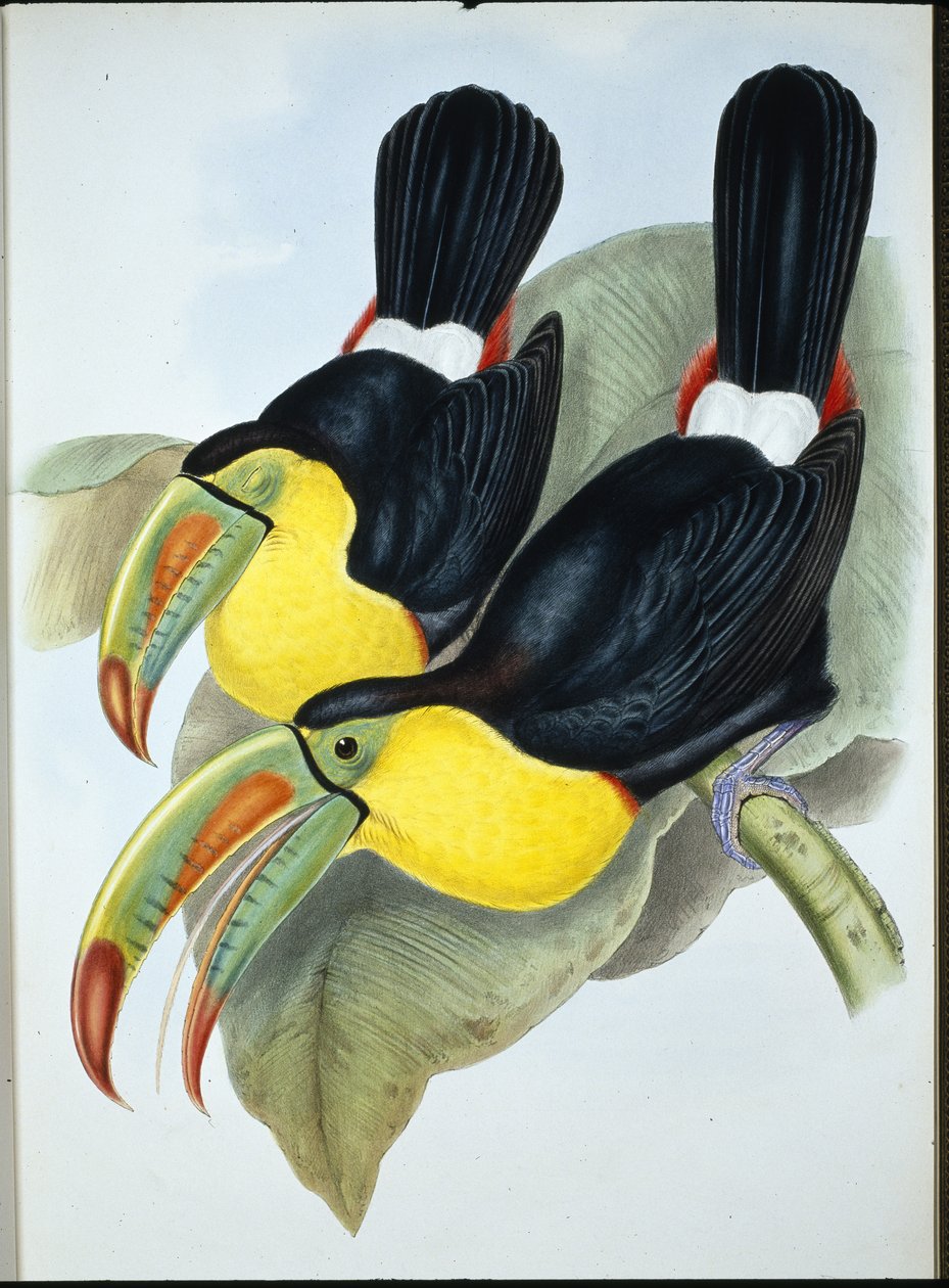 Tucano dal becco a chiglia (Ramphastos Carinatus) da John (after) Gould