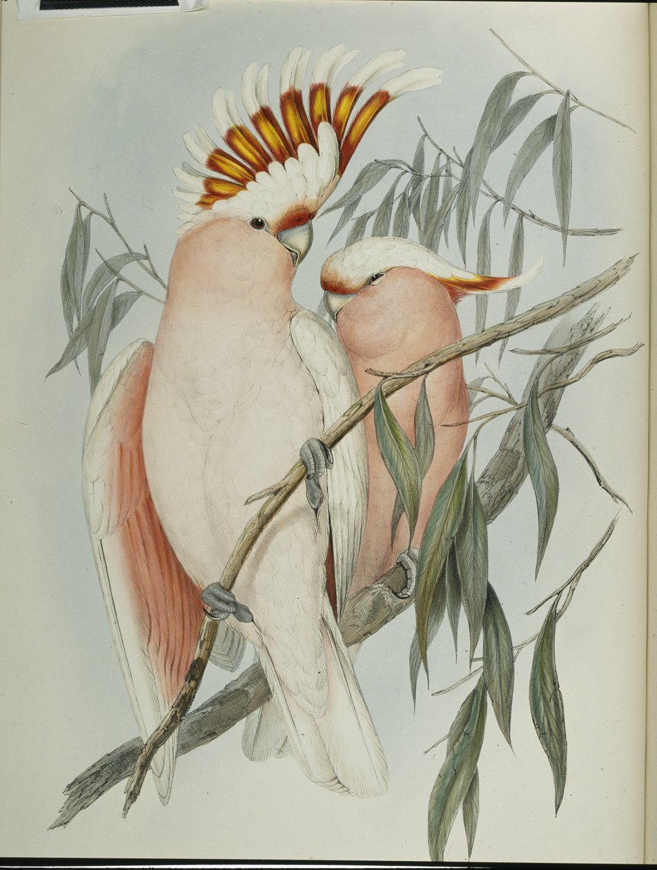 Cacatua di Leadbeater da John (after) Gould