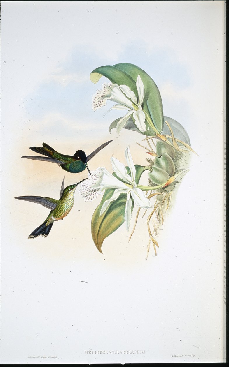 Brillante di Leasbeater (Heliodoxa Leadbeateri) da John (after) Gould