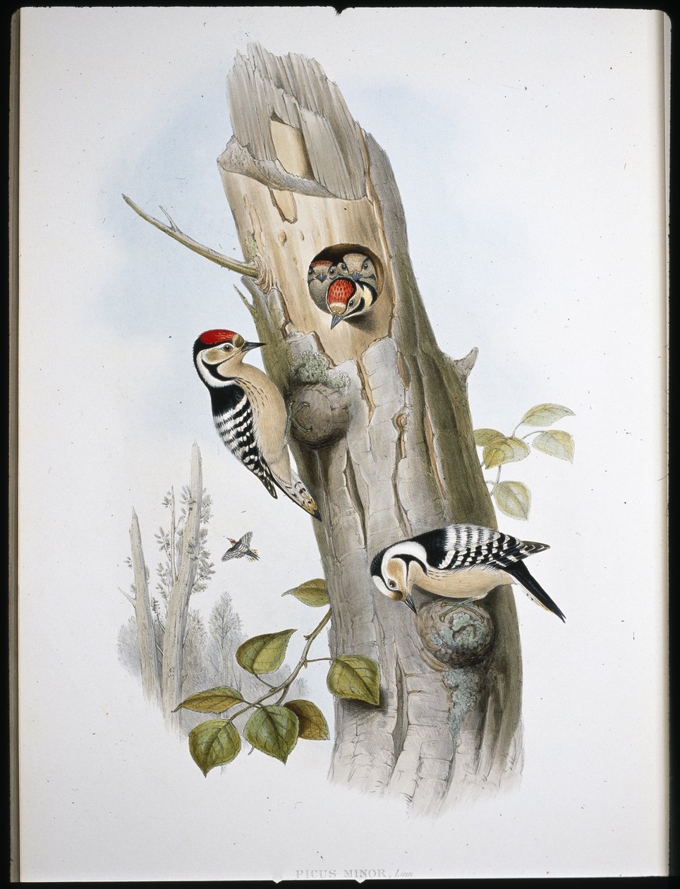 Picchio rosso minore (Picus Minor) da John (after) Gould
