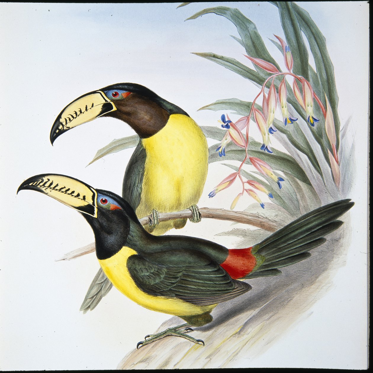 Tucano aracari letterato (Pteroglossus Inscriptus) da John (after) Gould
