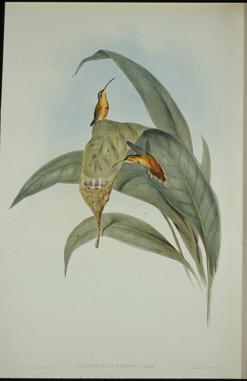 Eremita piccolo (Phaethornis eremita) da John (after) Gould