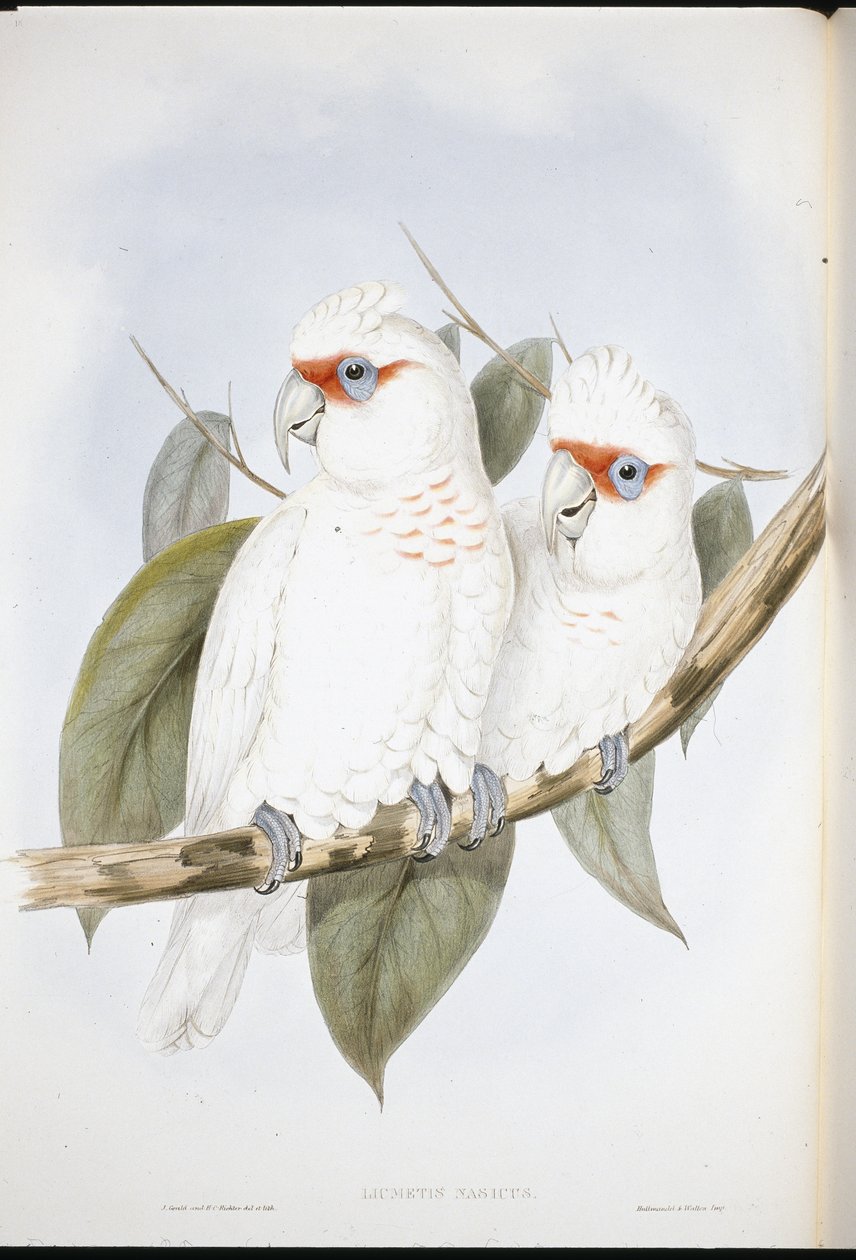 Cacatua dal becco lungo da John (after) Gould