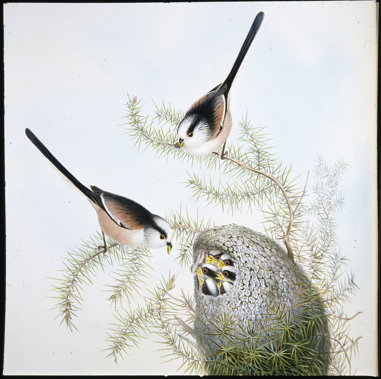 Cincia dalla coda lunga (Mecistura Caudata) da John (after) Gould