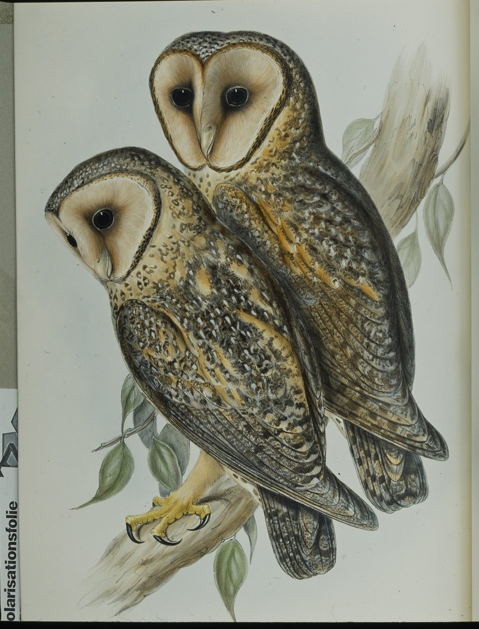 Barbagianni mascherato (Strix Personata) da John (after) Gould
