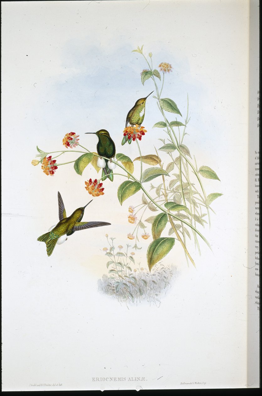 Zampa soffice metallica (Eriocnemis Alinae) da John (after) Gould