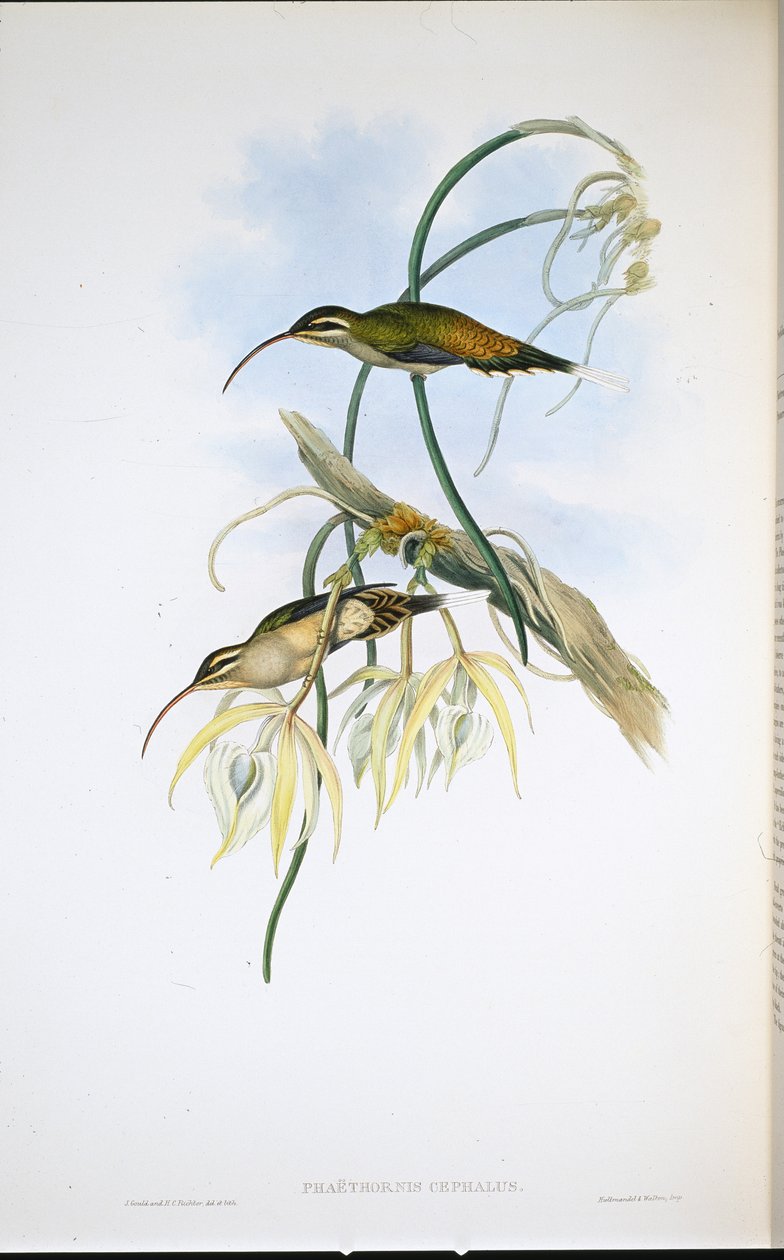Eremita messicano (Phaethornis Cephalus) da John (after) Gould