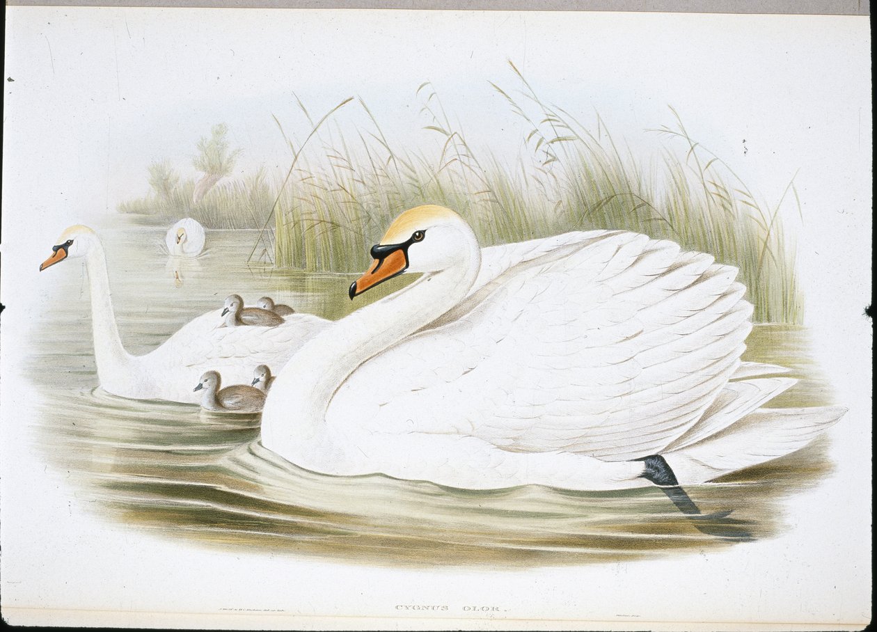 Cigno muto (Cygnus Olor) da John (after) Gould