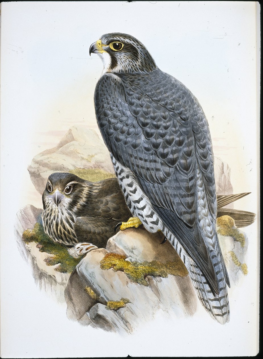 Falco norvegese o girfalco (Falco Gyrfalco) da John (after) Gould